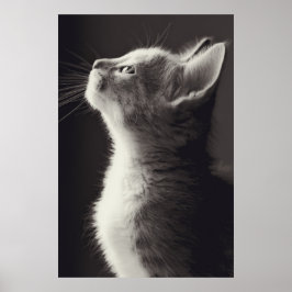 Verbluffende jonge kitten side uitzicht portret ui poster