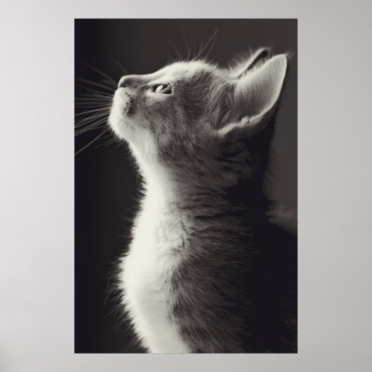 Verbluffende jonge kitten side uitzicht portret ui poster (Voorkant)