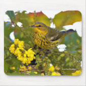 Verbluffende Kaap May Warbler Songbird op Mahonia Muismat (Voorkant)