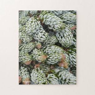 Verbluffende kleren aan Dwarf Koreaans Fir Legpuzzel