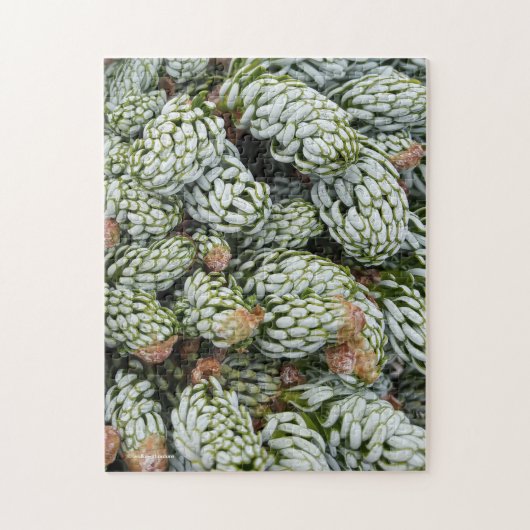 Verbluffende kleren aan Dwarf Koreaans Fir Legpuzzel (Verticaal)