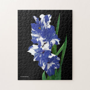 Verbluffende koninklijke blauwe en witte Gladiolus Legpuzzel