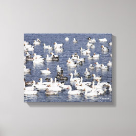 Verbluffende kudde sneeuwganzen bij de strand canvas afdruk