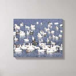 Verbluffende kudde sneeuwganzen bij de strand canvas afdruk