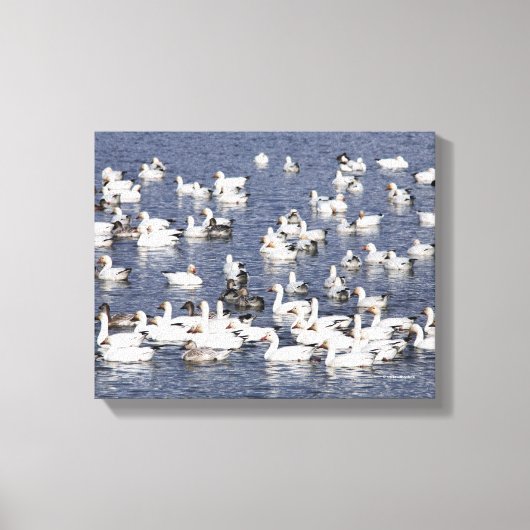 Verbluffende kudde sneeuwganzen bij de strand canvas afdruk (Voorkant)