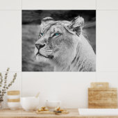 Verbluffende leeuwen met blauwe ogen poster (Keuken)