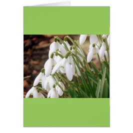 Verbluffende lentesnowdruppels