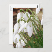 Verbluffende lentesnowdruppels briefkaart (Voorkant / Achterkant)