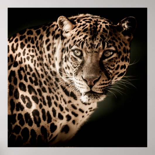 Verbluffende luipaard op zwarte achtergrond poster (Voorkant)