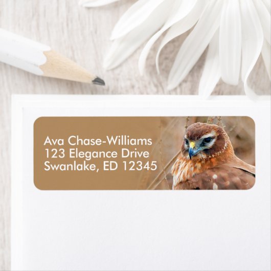 Verbluffende noordelijke Harrier Hawk in Marshes Etiket (Insitu)