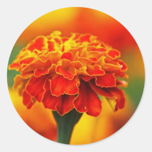 Verbluffende Oranje goudsbloem Ronde Sticker