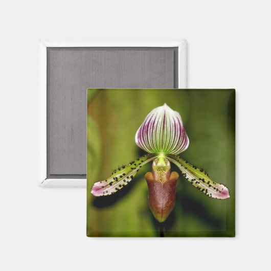 Verbluffende orchidee magneet (Voorkant / Achterkant)
