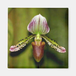 Verbluffende orchidee magneet