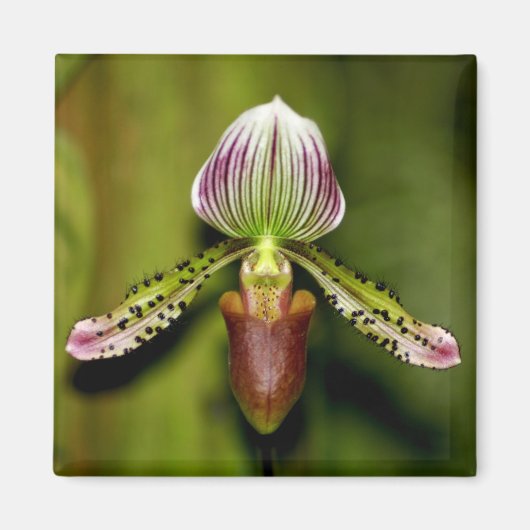 Verbluffende orchidee magneet (Voorkant)