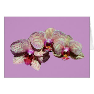 Verbluffende orchideeën Trio Flower Card