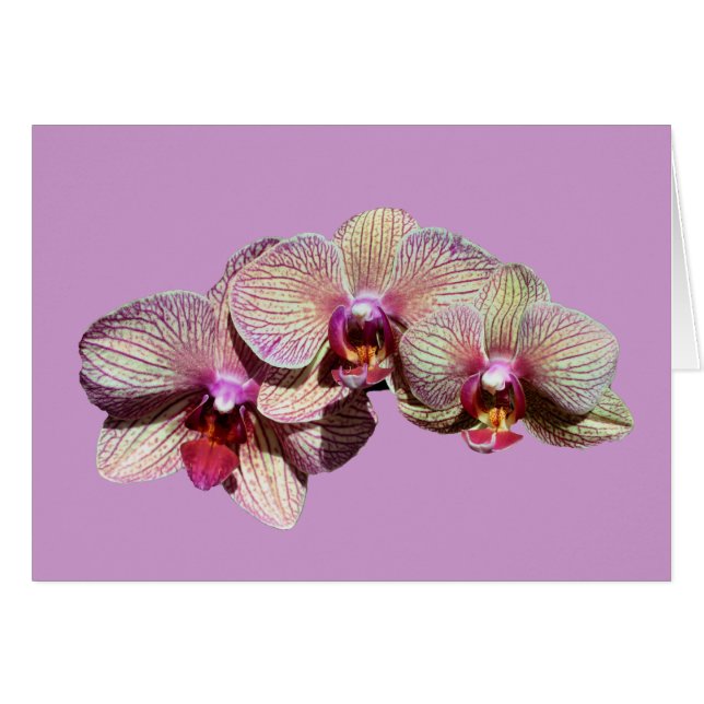 Verbluffende orchideeën Trio Flower Card (Voorkant Horizontaal)