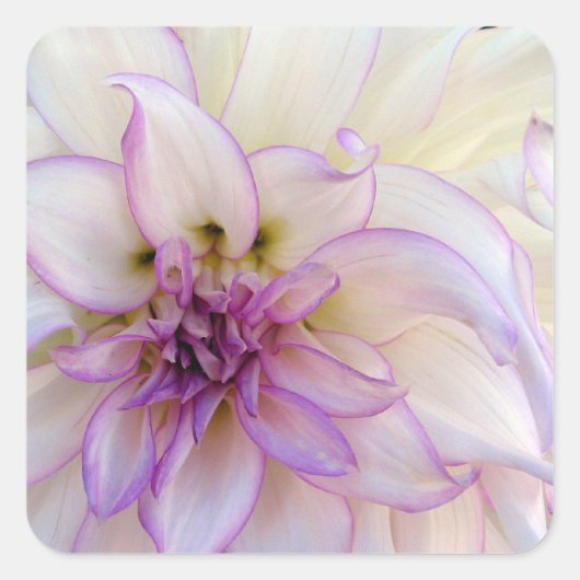 Verbluffende Paarse en Witte Dahlia Flower Vierkante Sticker (Voorkant)