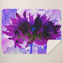 Verbluffende Paarse en zwarte Cactus Dahlia