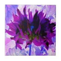 Verbluffende Paarse en zwarte Cactus Dahlia