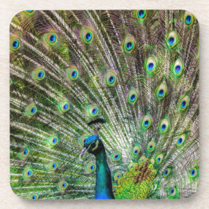 Verbluffende peracock en veren foto-accessoires bier onderzetter