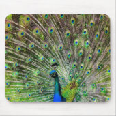 Verbluffende peracock en veren foto-accessoires muismat (Voorkant)