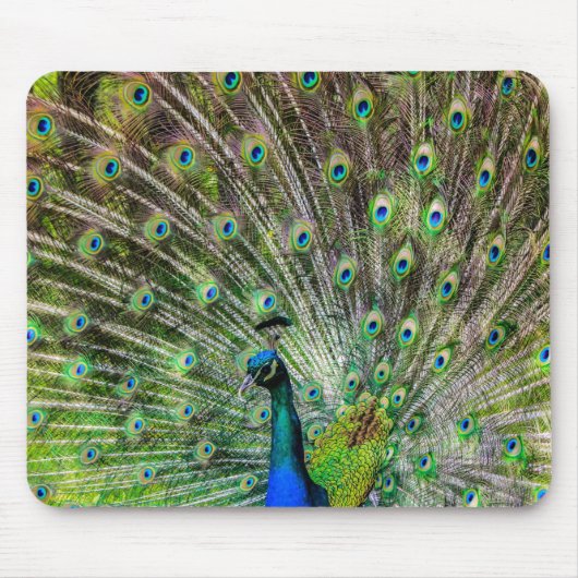 Verbluffende peracock en veren foto-accessoires muismat (Voorkant)