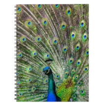 Verbluffende peracock en veren foto-accessoires