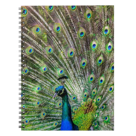 Verbluffende peracock en veren foto-accessoires notitieboek (Voorkant)