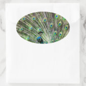 Verbluffende peracock en veren foto-accessoires ovale sticker (Tas)
