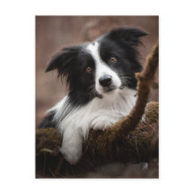 Verbluffende rand collie-portret