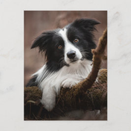 Verbluffende rand collie-portret briefkaart