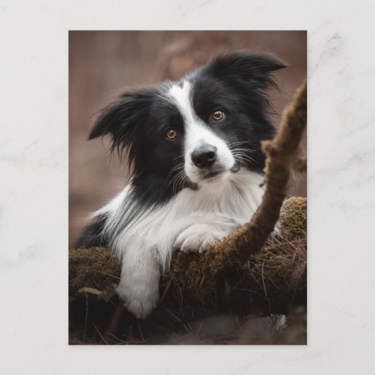 Verbluffende rand collie-portret briefkaart (Voorkant)