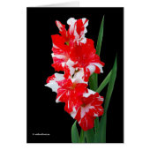 Verbluffende rode en witte Gladiolus-zwaardgelilie (Voorkant)