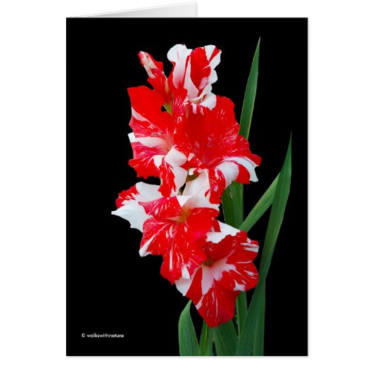 Verbluffende rode en witte Gladiolus-zwaardgelilie (Voorkant)