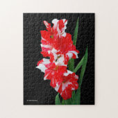 Verbluffende rode en witte Gladiolus-zwaardgelilie Legpuzzel (Verticaal)