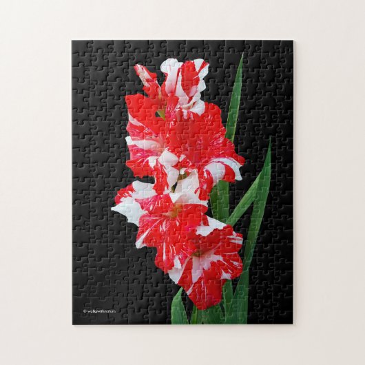 Verbluffende rode en witte Gladiolus-zwaardgelilie Legpuzzel (Verticaal)