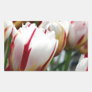 Verbluffende rode en witte tulp print rechthoekige sticker