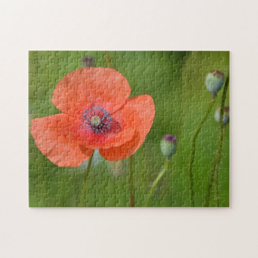 Verbluffende rode papaver legpuzzel (Horizontaal)