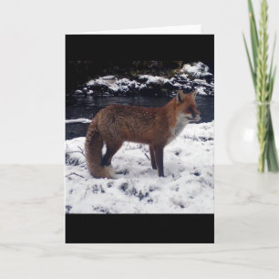 Verbluffende Rode Vos In Sneeuw Natuur Winter Wild Kaart