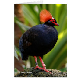 Verbluffende Rol-Roul Crested Wood Partridge Bird