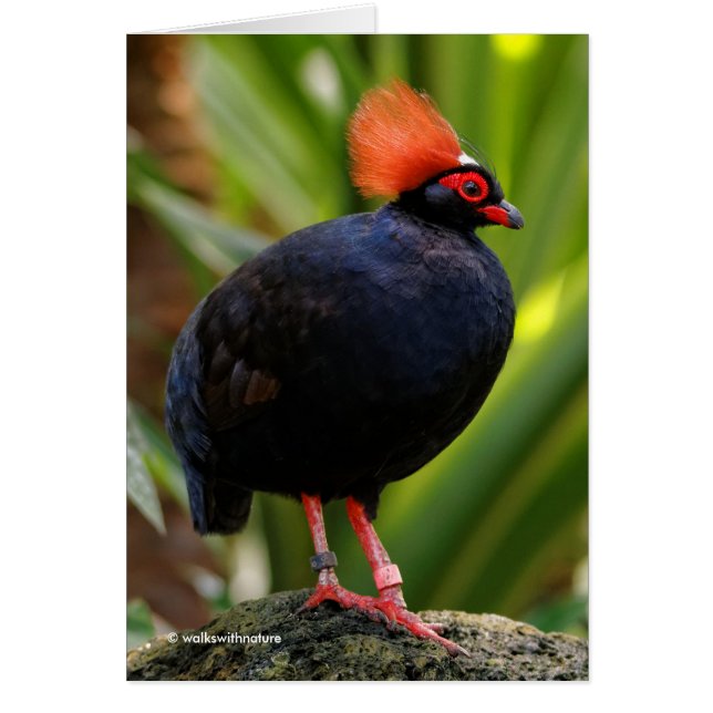Verbluffende Rol-Roul Crested Wood Partridge Bird (Voorkant)