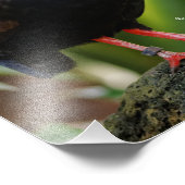 Verbluffende Rol-Roul Crested Wood Partridge Bird Foto Afdruk (Hoek)