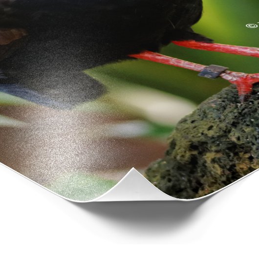 Verbluffende Rol-Roul Crested Wood Partridge Bird Foto Afdruk (Hoek)