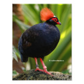 Verbluffende Rol-Roul Crested Wood Partridge Bird Foto Afdruk (Voorkant)