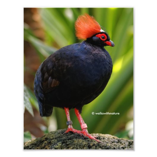 Verbluffende Rol-Roul Crested Wood Partridge Bird Foto Afdruk (Voorkant)