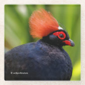 Verbluffende Rol-Roul Crested Wood Partridge Bird Glazen Onderzetter (Voorkant)