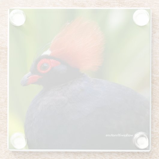 Verbluffende Rol-Roul Crested Wood Partridge Bird Glazen Onderzetter (Achterkant)