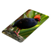 Verbluffende Rol-Roul Crested Wood Partridge Bird Magneet (Linkerzijde)