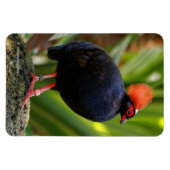 Verbluffende Rol-Roul Crested Wood Partridge Bird Magneet (Horizontaal)