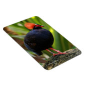 Verbluffende Rol-Roul Crested Wood Partridge Bird Magneet (Rechterzijde)
